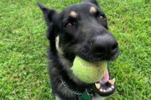 'Major' é um dos cães de Biden. Foi adotado num abrigo animal