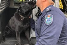 reencontro entre pastor alemão e treinador 
