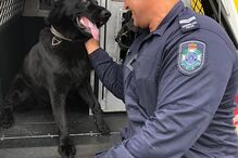 reencontro entre pastor alemão e treinador 