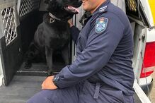 reencontro entre pastor alemão e treinador 