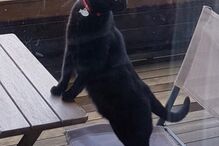 Pandora está desaparecida .jpg