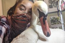 Ariel Cordova-Rojas com o cisne resgatado