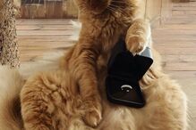 O anel de noivado .jpg