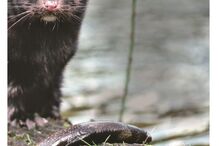 Imagem P12-13 Abertura nova escurecer onde há texto branco.jpg (7832932) (Milenium)