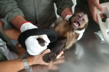 2020-11-20_11_16_24 Macaco-prego-das-Guianas.PNG