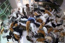 Mulher vive com 480 gatos e 12 cães
