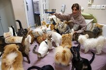Mulher vive com 480 gatos e 12 cães