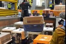 Associação salvou 34 cachorros