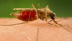 Cientistas encontram evidências de mutação resistente da malária no Uganda