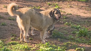 Homem acusado de maltratar cães no Montijo proibido de ter animais de companhia durante seis anos