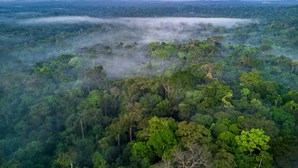 Mineração ilegal destruiu mais de 600 quilómetros de rios em terras indígenas na amazónia brasileira