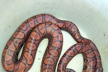 Jiboia arco-íris-brasileira encontrada à porta da casa de uma vizinha do jovem  