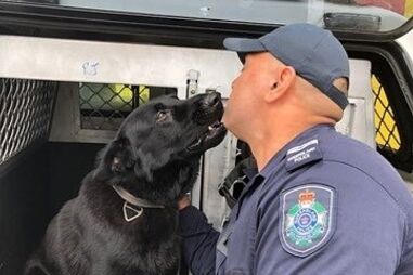Reencontro entre pastor alemão e treinador