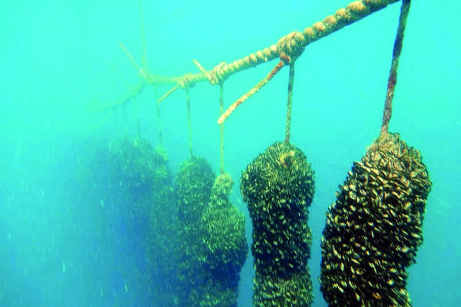 Empreendimento de produção de mexilhão ao largo de Lagos é um dos projetos apoiados pelo programa Mar 2020