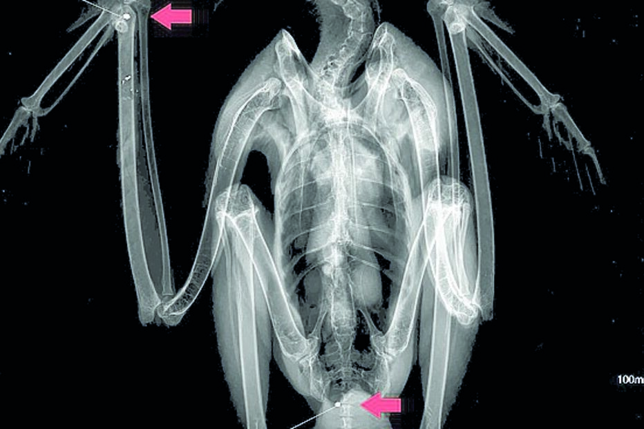 Águia ferida com tiros de caçadeira em Olhão