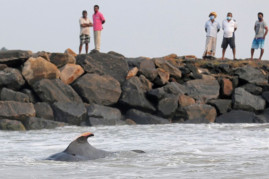 .Sri Lanka resgata 120 baleias que encalharam na costa