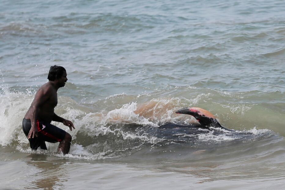 .Sri Lanka resgata 120 baleias que encalharam na costa