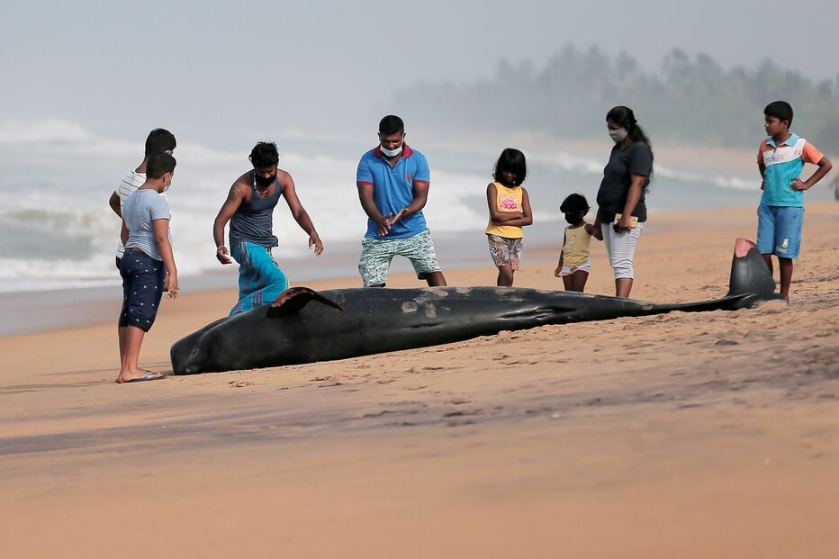 .Sri Lanka resgata 120 baleias que encalharam na costa