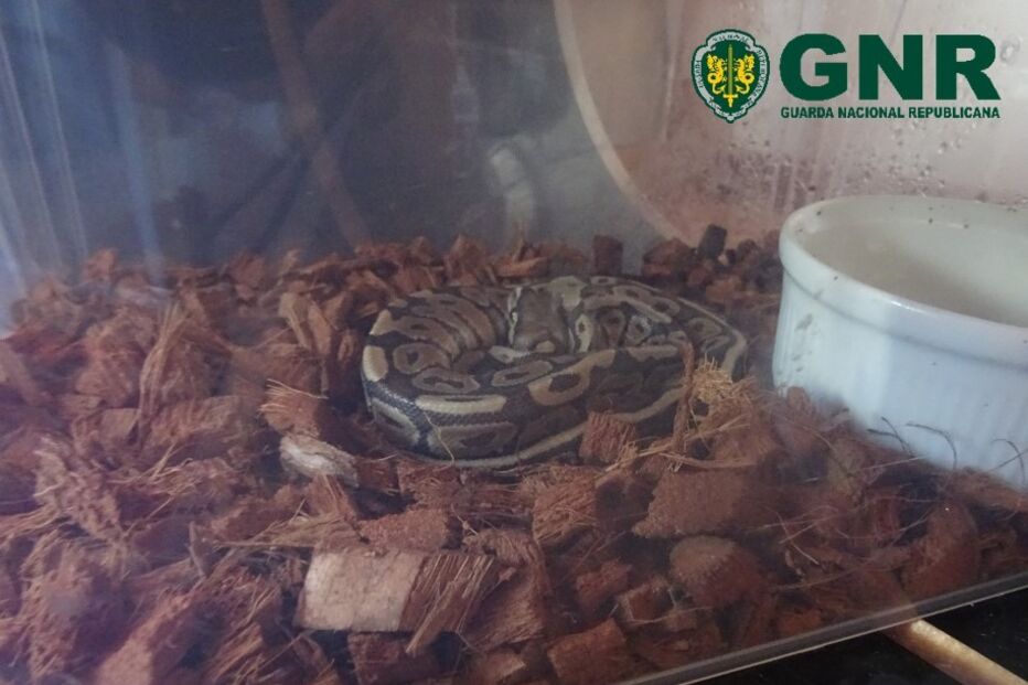 2020-11-03_17_15_18 GNR Faro - Apreensão de répteis (1).jpg