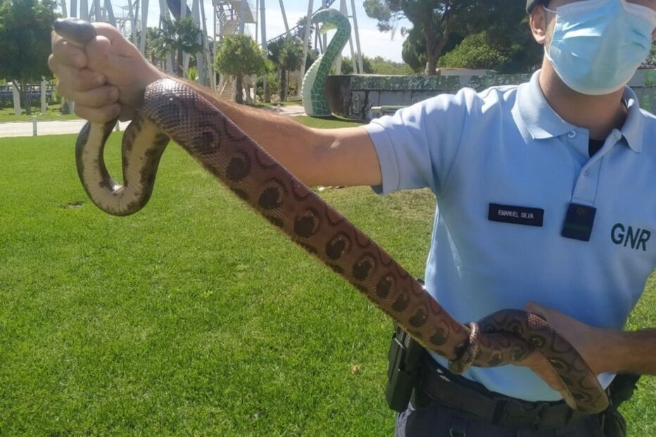 2020-11-03_17_15_19 GNR Faro - Apreensão de animais (1).jpg