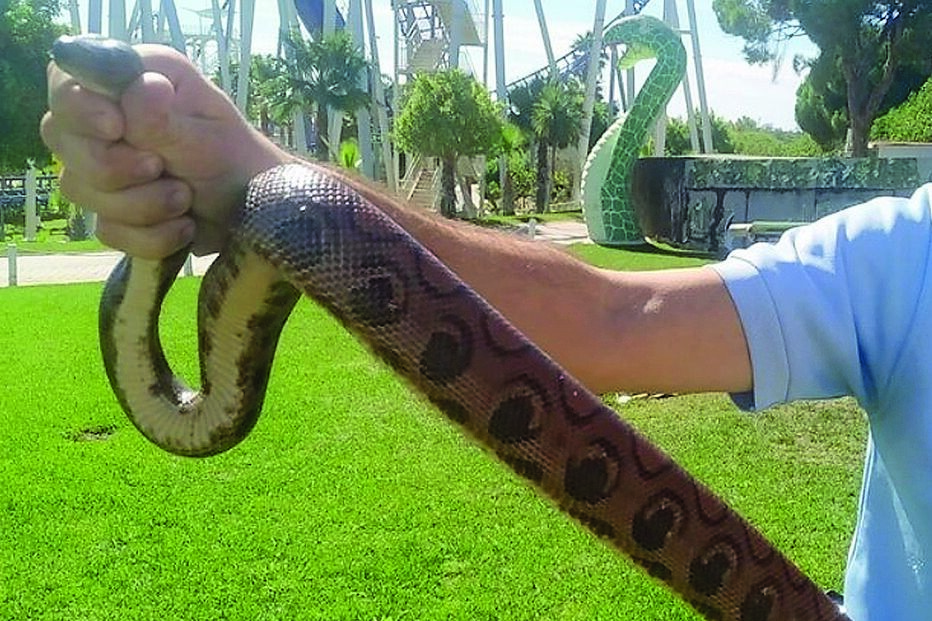Serpente apreendida pelo Núcleo de Proteção Ambiental de Albufeira