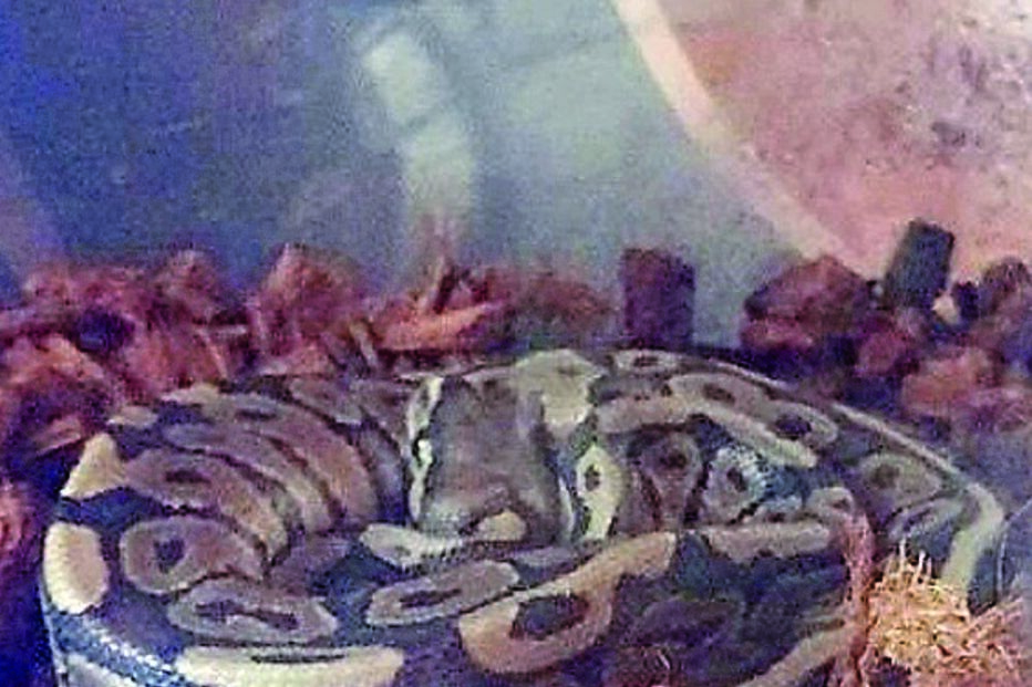 Répteis apreendidos pela GNR são de espécies protegidas internacionalmente