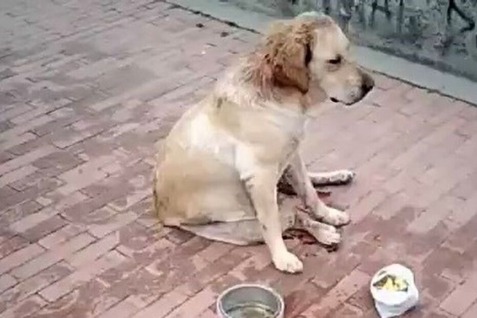 Animal foi encontrado em agonia na rua