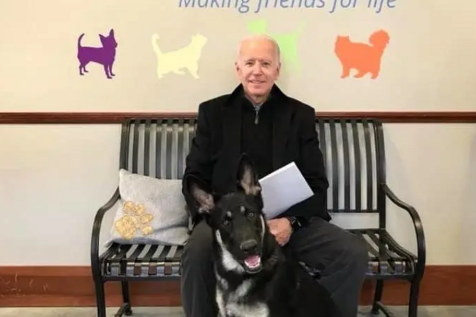 'Major' é um dos cães de Biden. Foi adotado num abrigo animal