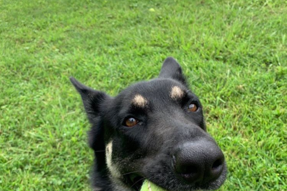 'Major' é um dos cães de Biden. Foi adotado num abrigo animal