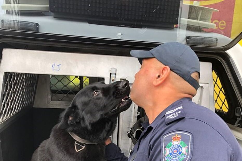 reencontro entre pastor alemão e treinador 