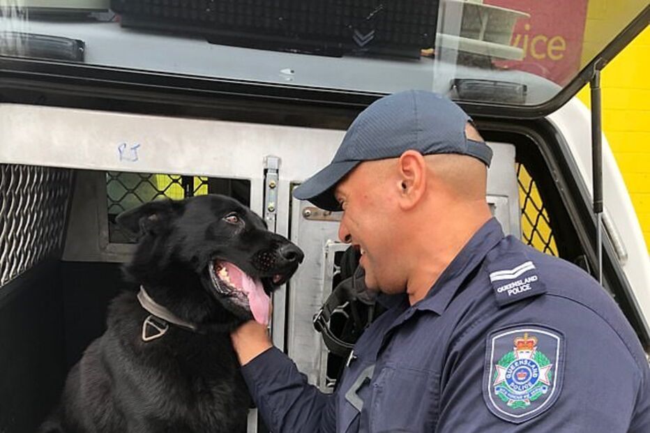 reencontro entre pastor alemão e treinador 
