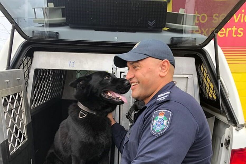 reencontro entre pastor alemão e treinador 