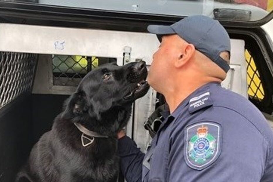 Reencontro entre pastor alemão e treinador