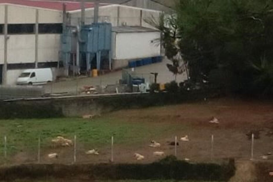 Mais de 10 cães maltratados num terreno vedado e sem abrigo em Gondomar