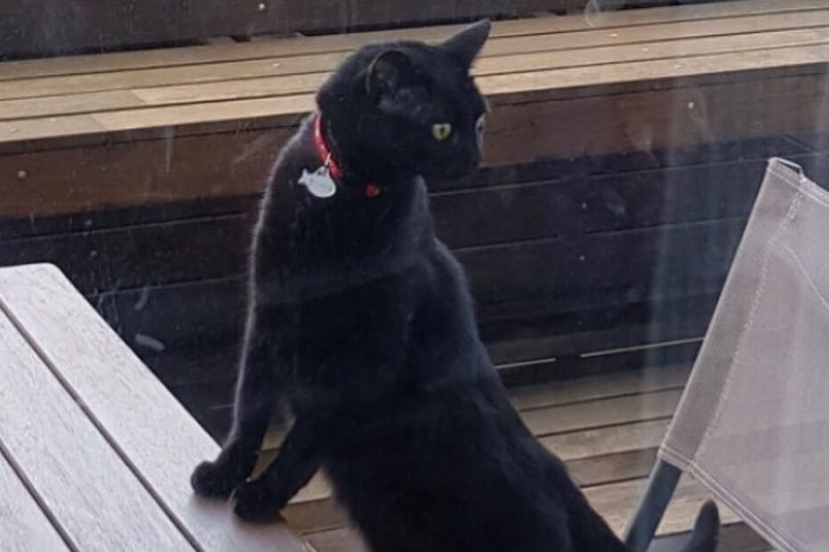 Pandora está desaparecida .jpg