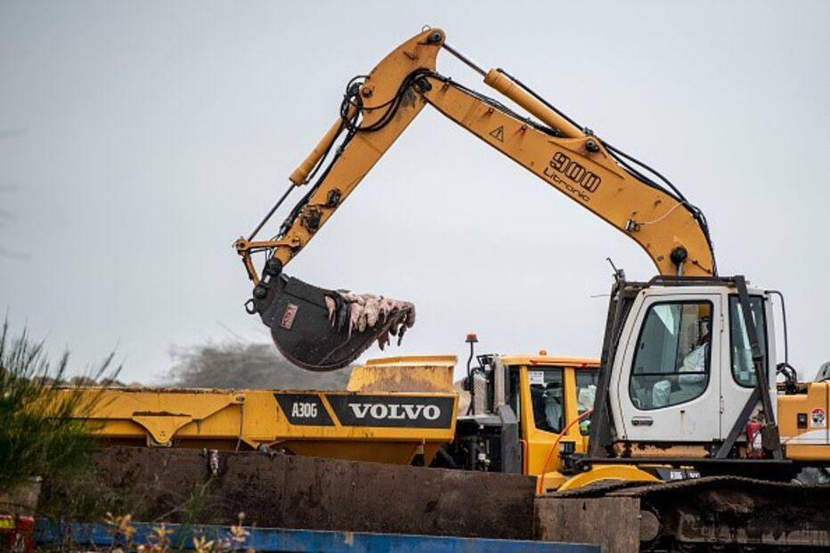 Milhões de visons despejados em vala comum na Dinamarca por receio de transmitirem Covid-19