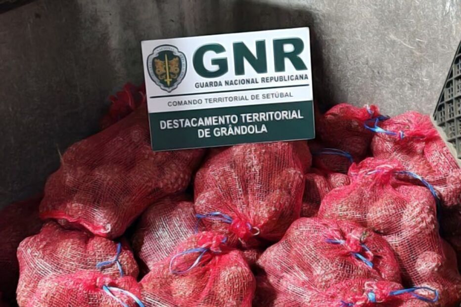 GNR apreende duas toneladas de pinhas em Grândola