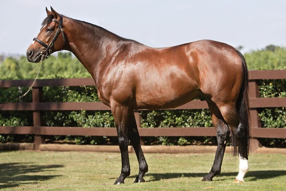 Galileo, o cavalo Puro Sangue inglês que vale mais do que qualquer estrela do futebol