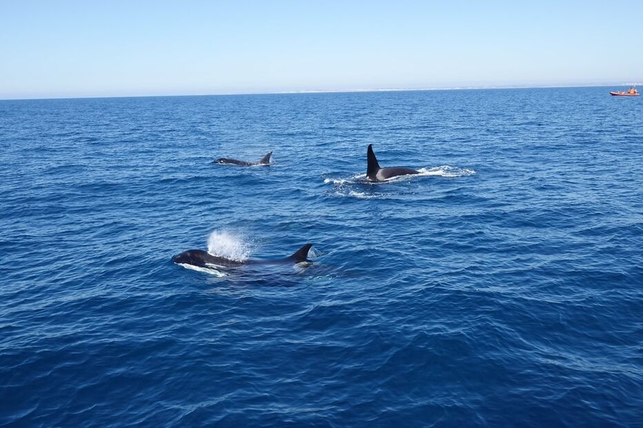 Três orcas juvenis fotografadas na costa algarvia