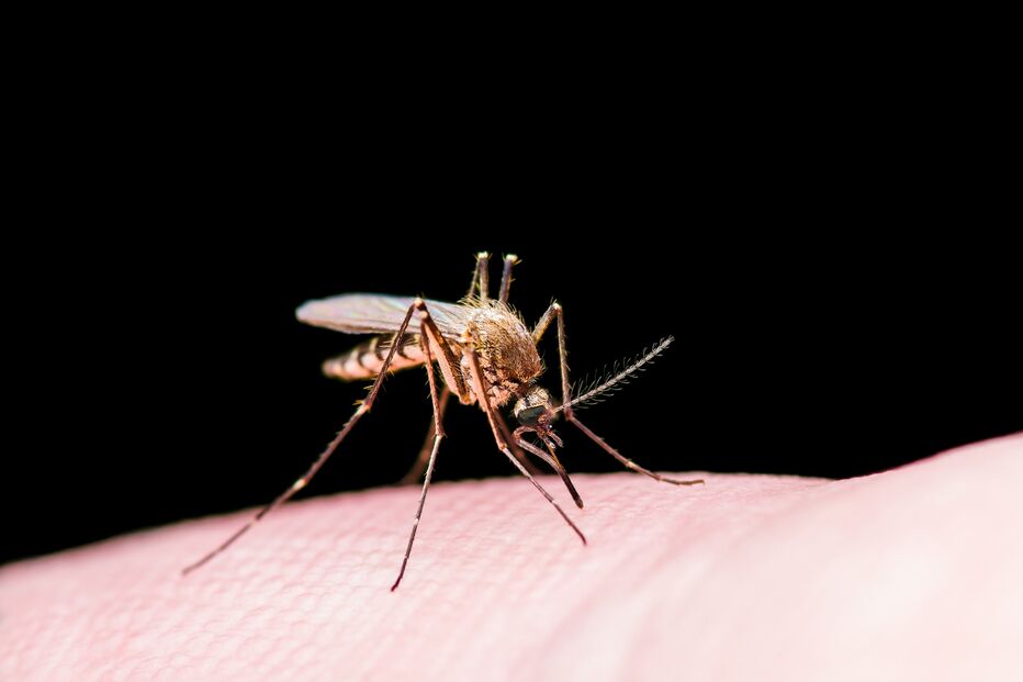 Um exemplar do ‘aedes albopictus’