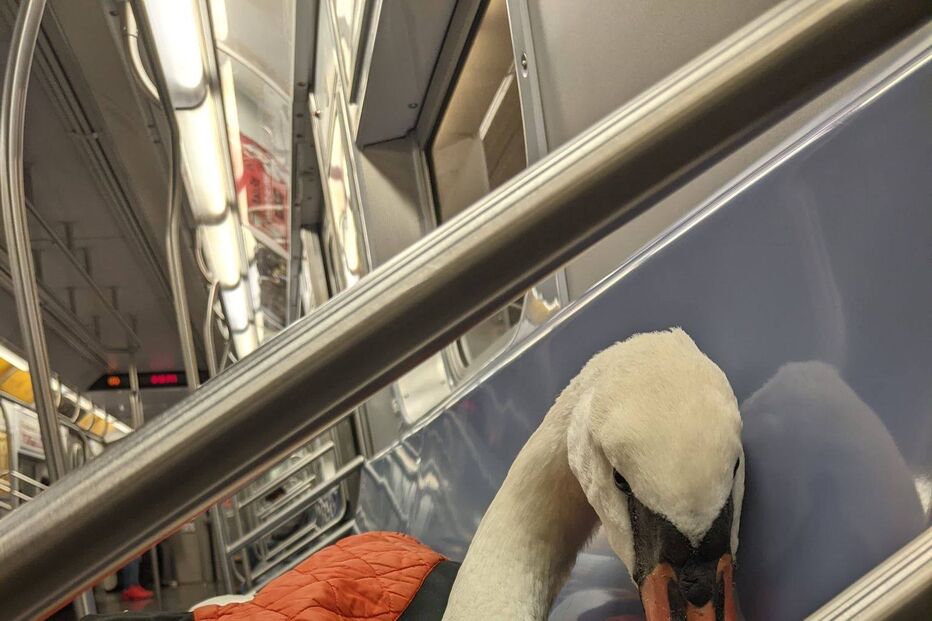 Ariel Cordova-Rojas com o cisne resgatado