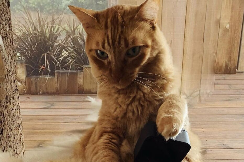 O anel de noivado .jpg