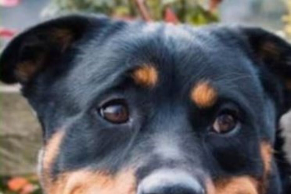 Lulu, o cão de Joshua