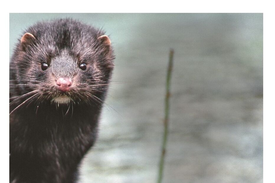 Imagem P12-13 Abertura nova escurecer onde há texto branco.jpg (7832932) (Milenium)