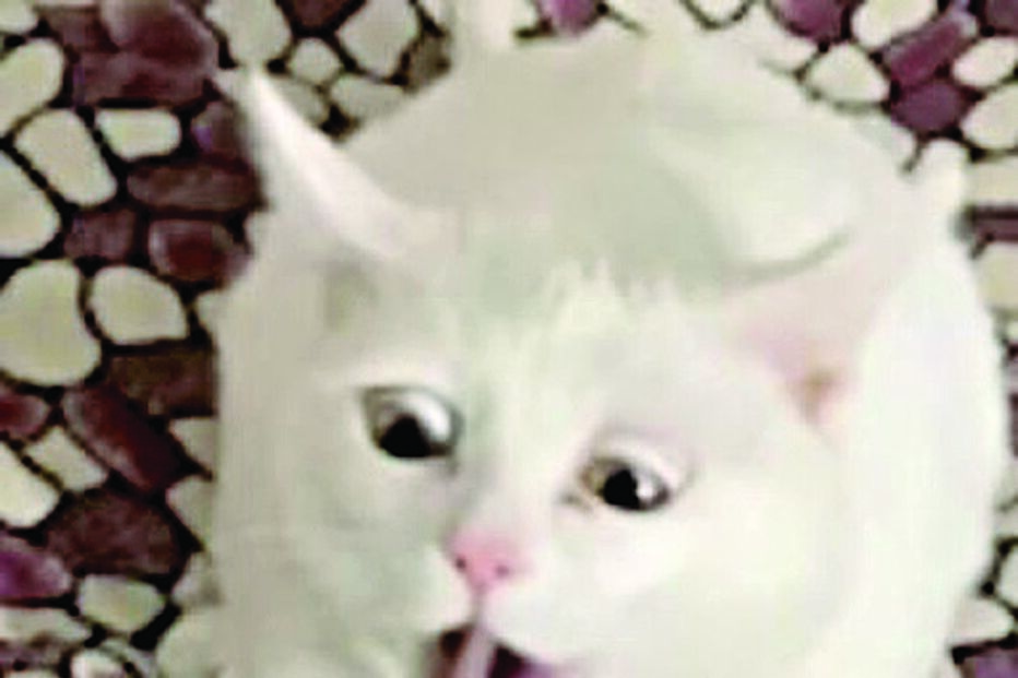 Gato fica enojado ao cheirar pacote de natas azedas