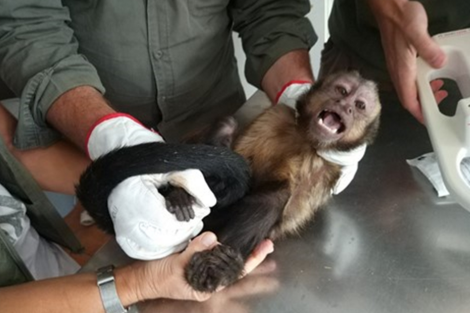 2020-11-20_11_16_24 Macaco-prego-das-Guianas.PNG