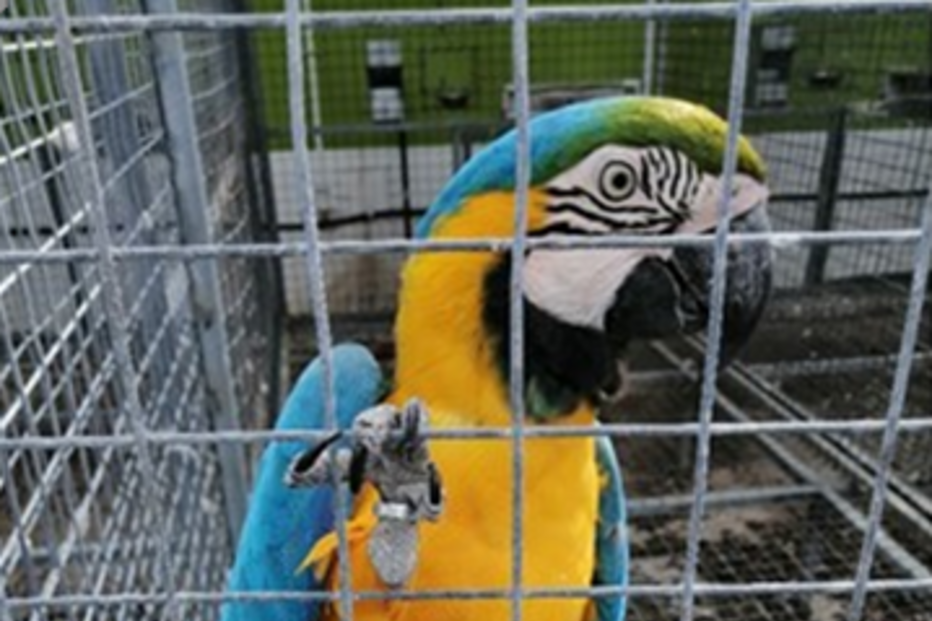 Papagaio apreendido