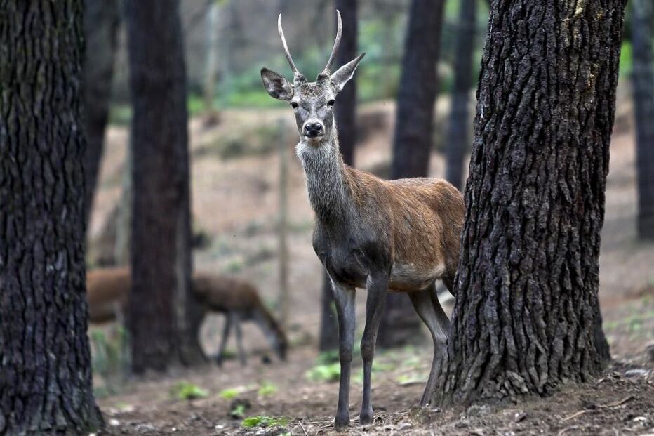  Veado em cativeiro no Parque Biológico da Serra da Lousã 