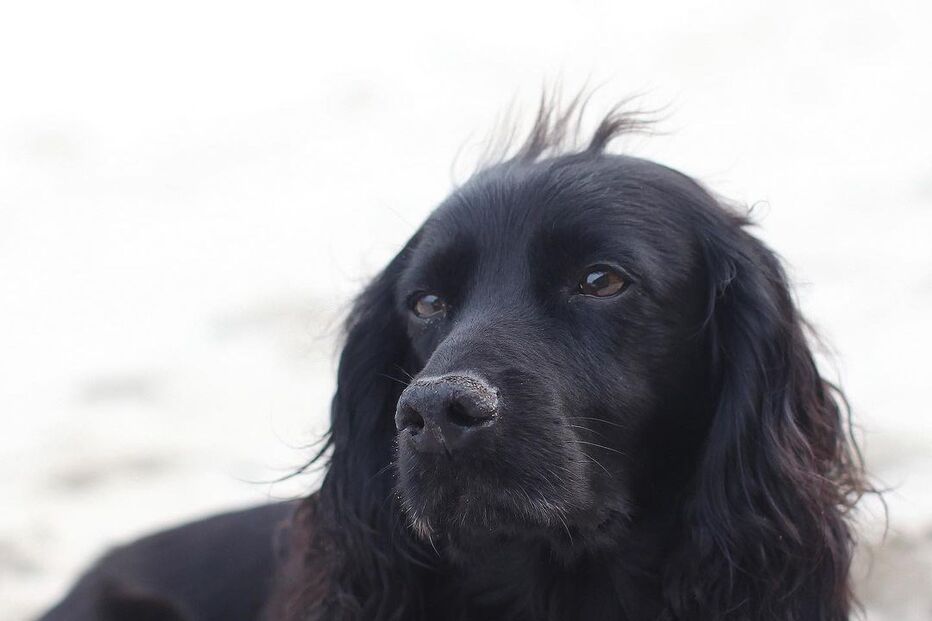 2020-11-24_18_06_46 kensingtonroyal_127165611_1020261171793565_7526969772291737337_n.jpg