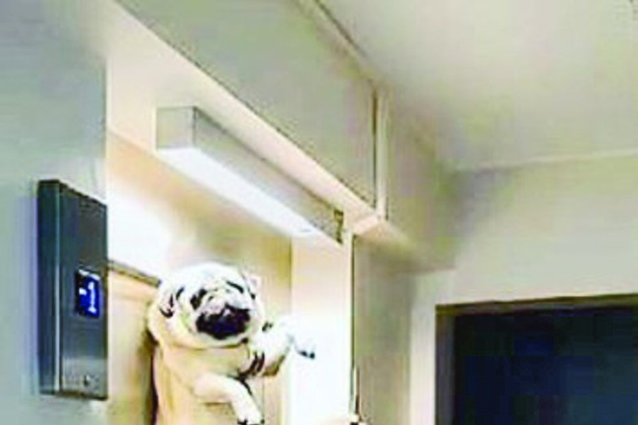 Cão fica pendurado em porta de elevador